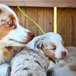Toy Australian Shepherds from Heidi's Puppy Love