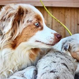 Toy Australian Shepherds from Heidi's Puppy Love