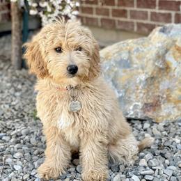Goldendoodles from Aspen Doodles