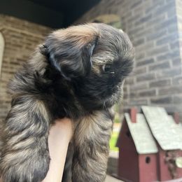 Cavapoo and Shihpoo Puppies from Haus of Doodles