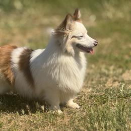 Lola - Pembroke Welsh Corgi