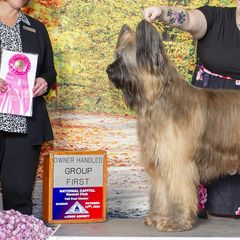 Briards from du Coeur Rose Briards