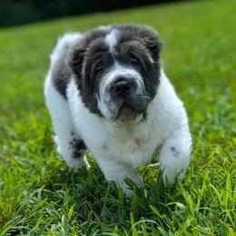 Bupropion - Blue male Chinese Shar-Pei puppy in Clarksville, Tennessee from Wrinkle Bum Shar-Pei