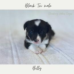 Billy - Black and white male American Corgi puppy in Onalaska, Washington from Shoestring Valley Corgis