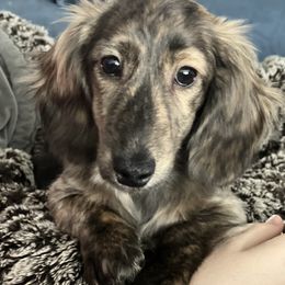 Dachshund Puppies from Fitzpatrick's Irish Cream Doxies