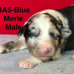 RA5 - Blue merle male Australian Shepherd puppy in Ada, Ohio from Windy Hill Aussies