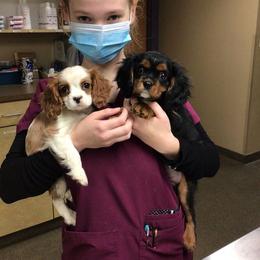 Cavalier King Charles Spaniel Puppies from Heritage Garden Cavaliers