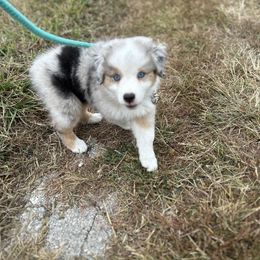 Australian Shepherd Puppies from Mud Path Australian Shepherds