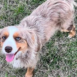 Charity - Australian Shepherd