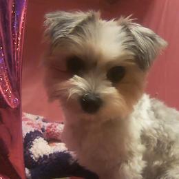 Niko - Yorkshire Terrier