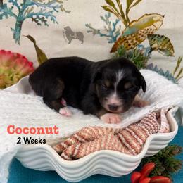 Coconut - Black tri-color female Australian Shepherd puppy in El Dorado Springs, Missouri from OR Aussies