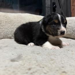 Peter - Black tri-color male Australian Shepherd puppy in Terryville, Connecticut from Spirited Aussies