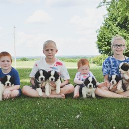 Saint Bernard Puppies from Atkinson Saint Bernards