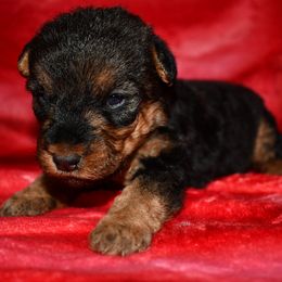 Noelle - Black and tan female Welsh Terrier puppy in Draper, Virginia from Shady Oaks WFT