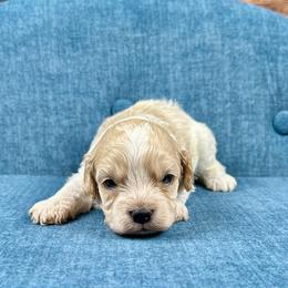 Frost - Blenheim male Cavapoo puppy in Lancaster, Missouri from Cavapoo Acres