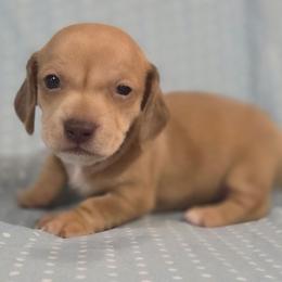Hailey 2k plus fee CKC - Red female Dachshund puppy in Cowen, West Virginia from Bennett Babies