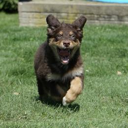 Garrick - Red tri-color male Australian Shepherd puppy in Holmesville, Ohio from Coffee Run Spring at Miller Farms