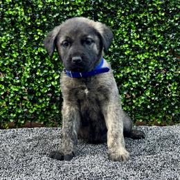 H.D Dark Blue Boy - Brindle male Anatolian Shepherd Dog puppy in Frenchtown, Montana from Apex Anatolians