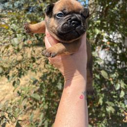 Cleo - Fawn and white female French Bulldog puppy in Spanaway, Washington from Beloved Frenchies