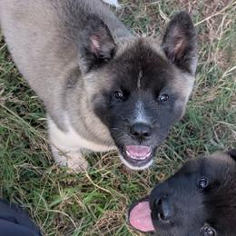 Saki's Boy 7 - Black, fawn undercoat male Akita puppy in South Carolina from Sierra Mountain Akitas