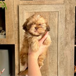 Boy 1 - Liver and white male Shih Tzu puppy in Seguin, Texas from Dolled Up Shih Tzus