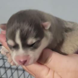 Luke - Blue male Pomsky puppy in Stover, Missouri from Lx2 County Line Pomskies