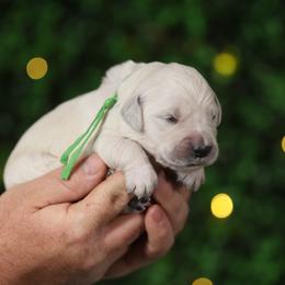 Theodore - Light golden male Golden Retriever puppy in Payette, Idaho from Stonewick Retrievers