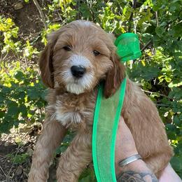 Aspen's Green Female - Apricot female Goldendoodle puppy in Great Falls, Montana from Montana Goldendoodles