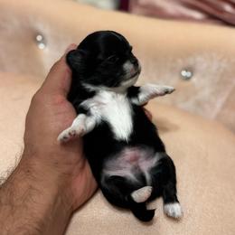 TBD 1 - Black and white male Chihuahua puppy in Davenport, Florida from Clan Cordovathone