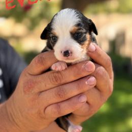 Everett - Black tri female Miniature American Shepherd puppy in Sanger, California from Flying M Cactus Ranch Buddies