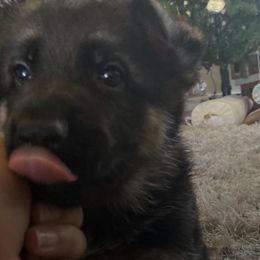 German Shepherds from Iron Paw