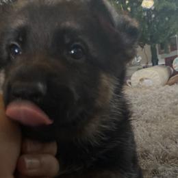 German Shepherds from Iron Paw