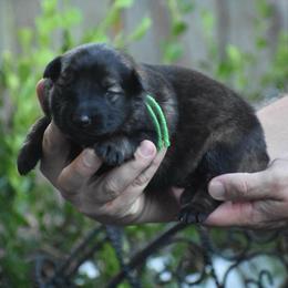 Green collar male - Sable male German Shepherd puppy in Marianna, Florida from Haus M Godwin