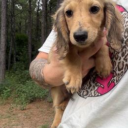 A - Cream male Dachshund puppy in Huntington, Texas from Wild Briar Dachshunds