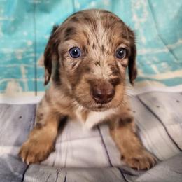 Callie - Dapple female Dachshund puppy in Anaconda, Montana from Williams Family Dachshunds