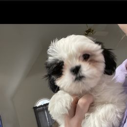 Shih Tzu Puppies from Precious to the world Shih Tzu’s