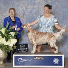 English Setters and Golden Retrievers from Sunset Golden Retrievers and English Setters