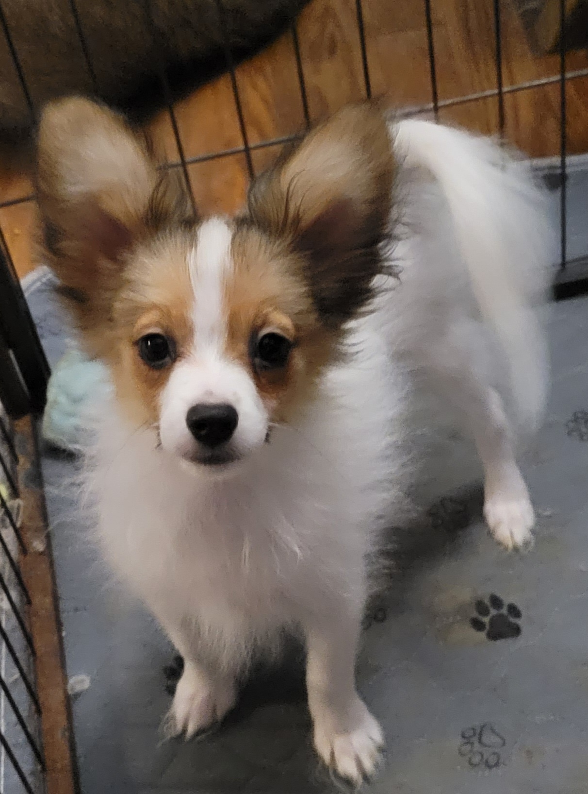 Papillon Puppies from Kimberly Brannon's Papillons