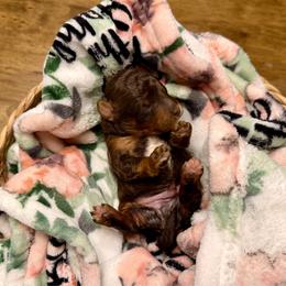 Boy 2 - Phantom male Poodle puppy in Dunn, North Carolina from Sandy Creek Kennels