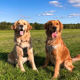 Bernese Mountain Dogs, Cavalier King Charles Spaniels, and Golden Retrievers from Red Sky Goldens, Bernese, and Cavaliers