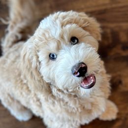 Whiskey - Bernedoodle