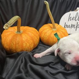 Girl 3 - White and black Dalmatian puppy in Haines City, Florida from Magnolia & Sullivan Dalmatians