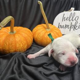 Girl 3 - White and black Dalmatian puppy in Haines City, Florida from Magnolia & Sullivan Dalmatians