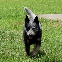 Remi - Australian Cattle Dog