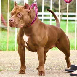 Nova - American Bully