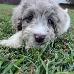 Spanky with training - Merle male Cockapoo puppy in Boonville, North Carolina from Doods & Dolls
