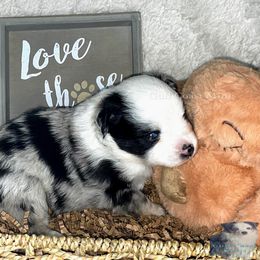 Miniature American Shepherd Puppies from Gulf Coast Minis