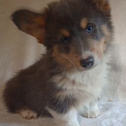 Pembroke Welsh Corgi All Grown Up from Cedar Trail Corgis