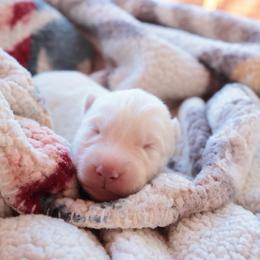 Ham - White male Siberian Husky puppy in Bly, Oregon from Hill Top Huskies