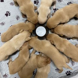 Labrador Retriever Puppies from Blueblood British Gundogs